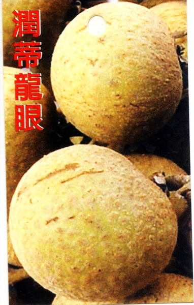 大潤蒂龍眼