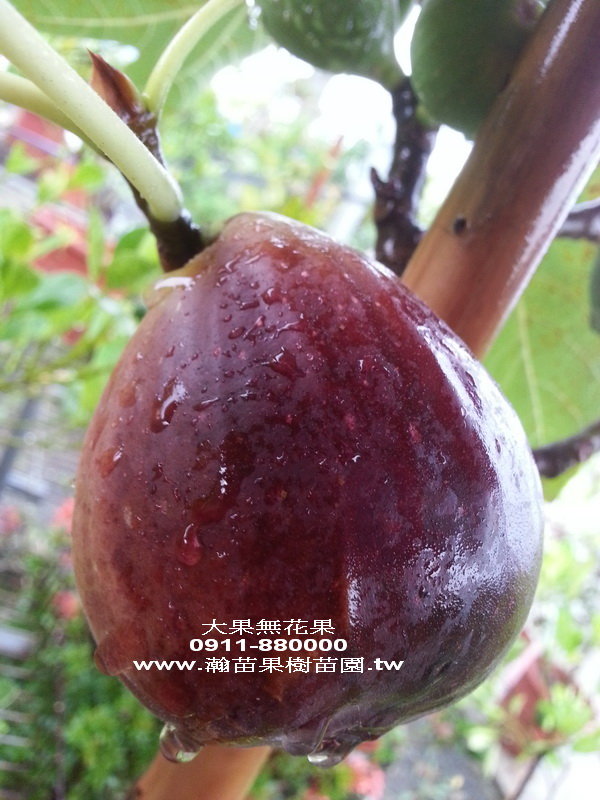 大果紫無花果