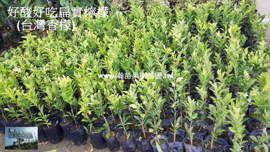 好酸好吃扁實檸檬(台灣香檬)無刺稼接苗