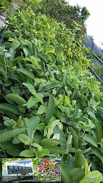 珍珠拔、西瓜拔、水蜜無籽拔