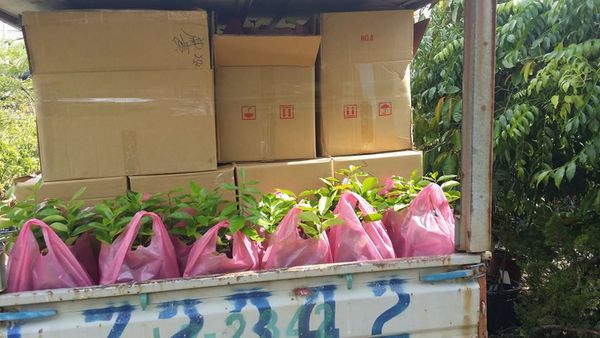 客人來載檸檬苗