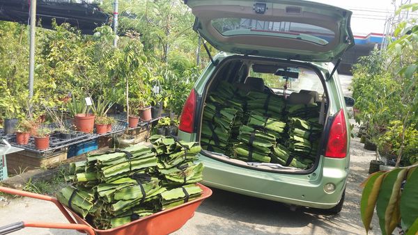 大紅、450玫瑰紅(牡丹紅)紅龍果枝條30公分