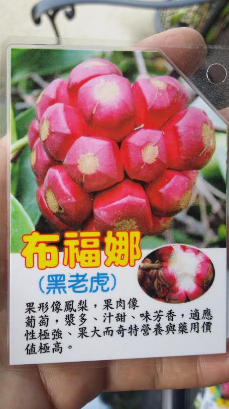 布福娜果(黑老虎)