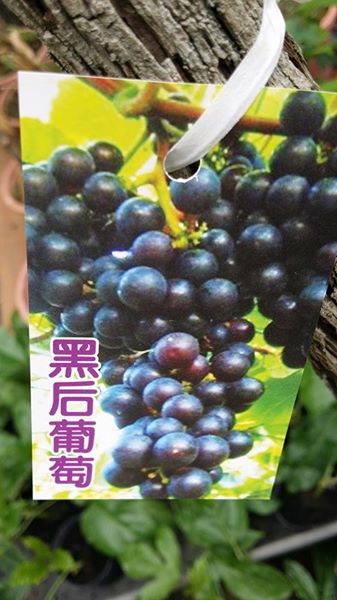 黑后葡萄