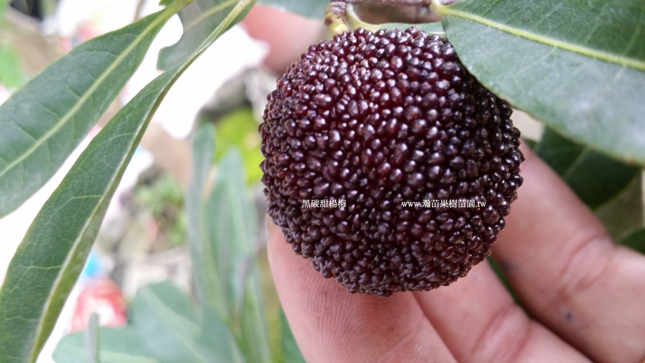 黑碳大果甜紅楊梅