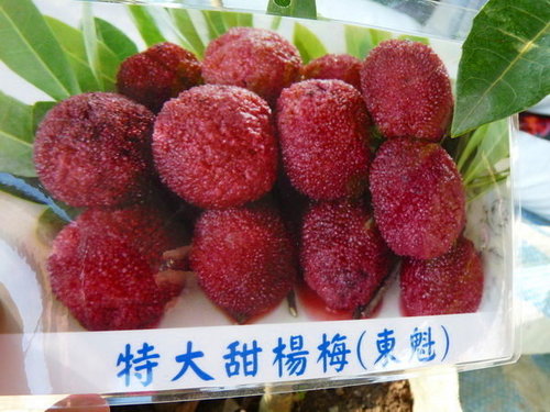東魁大果甜紅楊梅