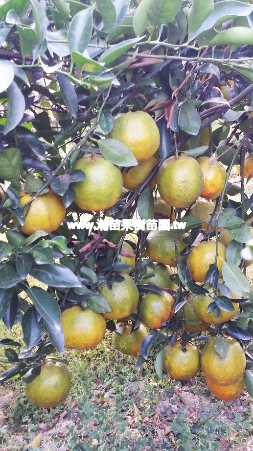 椪柑結果累累