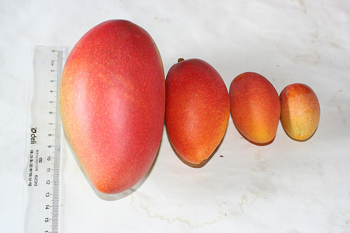 農民黨芒果(雞蛋芒果、福爾摩沙芒果)