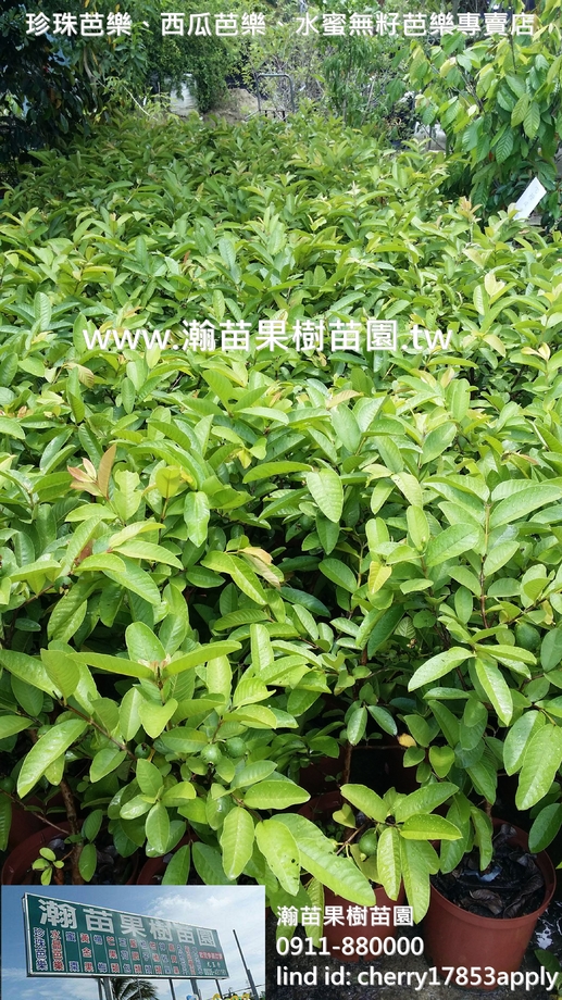 綜合芭樂苗(果樹盆栽)結果中