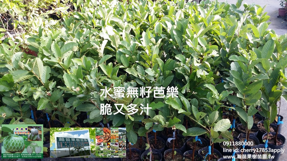 水蜜無籽芭樂苗