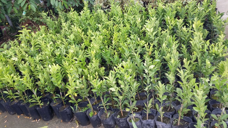 好酸好吃扁實檸檬(台灣香檬)出貨