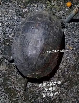 大烏龜來訪