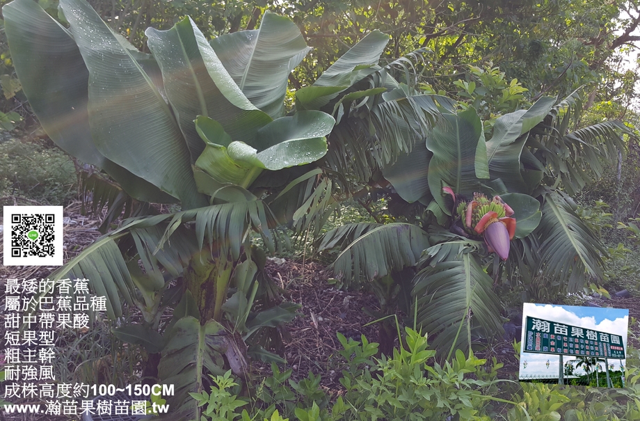 越南矮種一口蕉