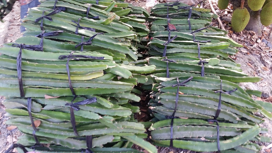 紅龍果枝條出貨