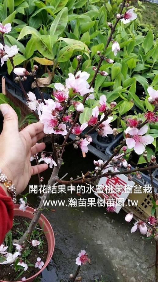 開花結果水蜜桃