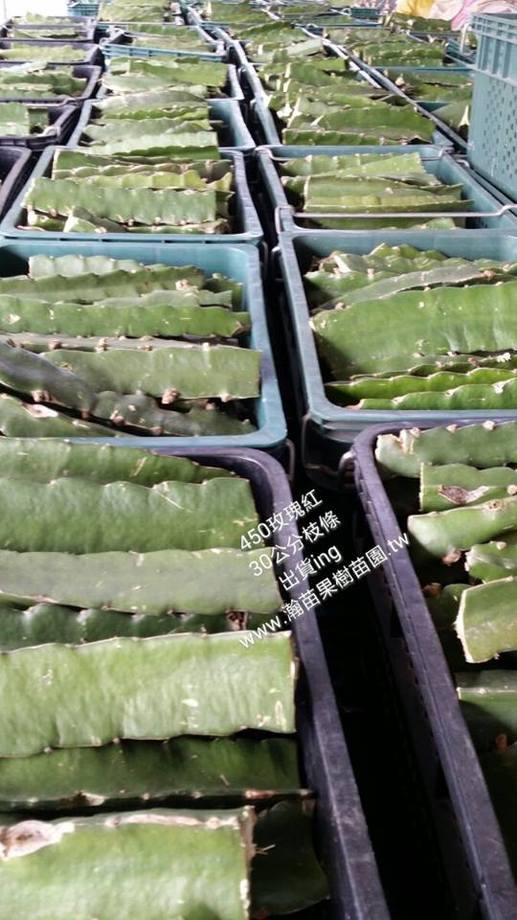 450玫瑰紅(富貴紅)