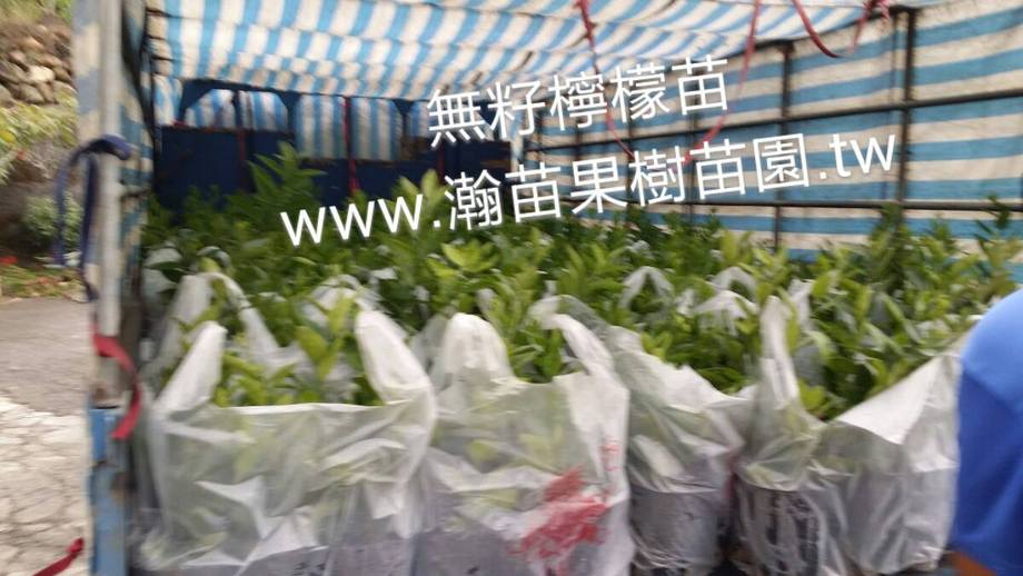 無籽檸檬(出貨南投)