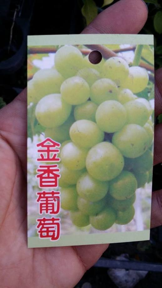金香葡萄(釀酒)
