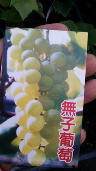 無籽葡萄