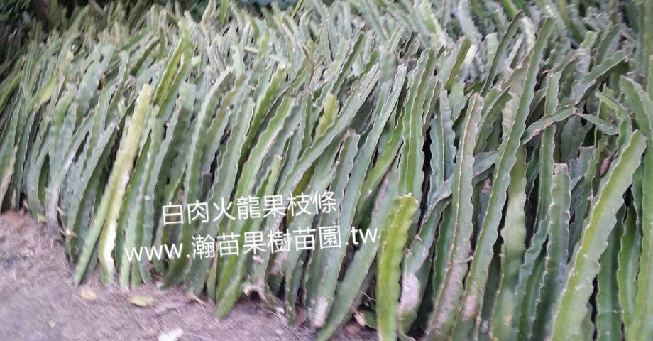 白肉火龍果