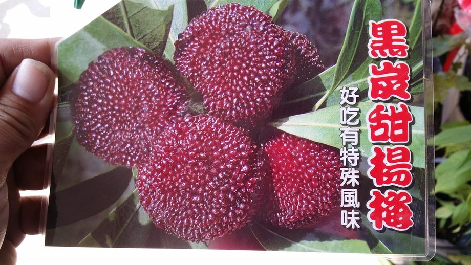 黑碳大果甜楊梅(2年苗)