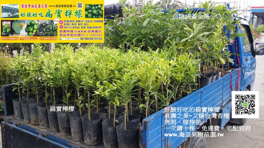 扁實檸檬(台灣香檬)