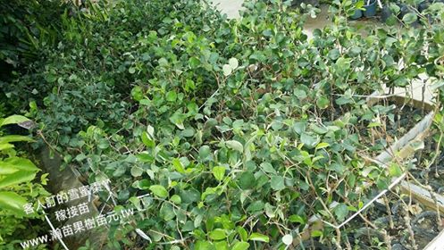 雪蜜棗500棵出貨