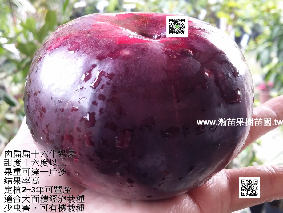 我也是果農，我自己種的喔