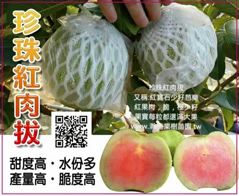 珍珠紅肉拔(紅寶石少籽芭樂)