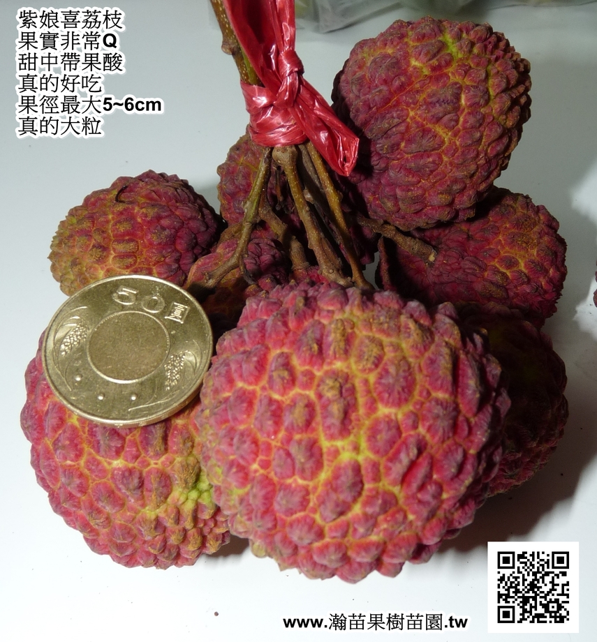 紫娘喜荔枝(6公分)