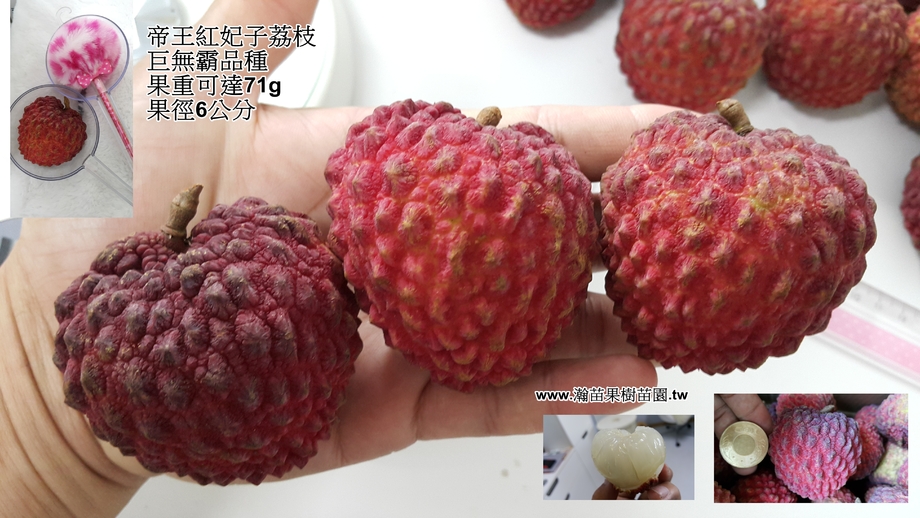 帝王紅妃子荔枝