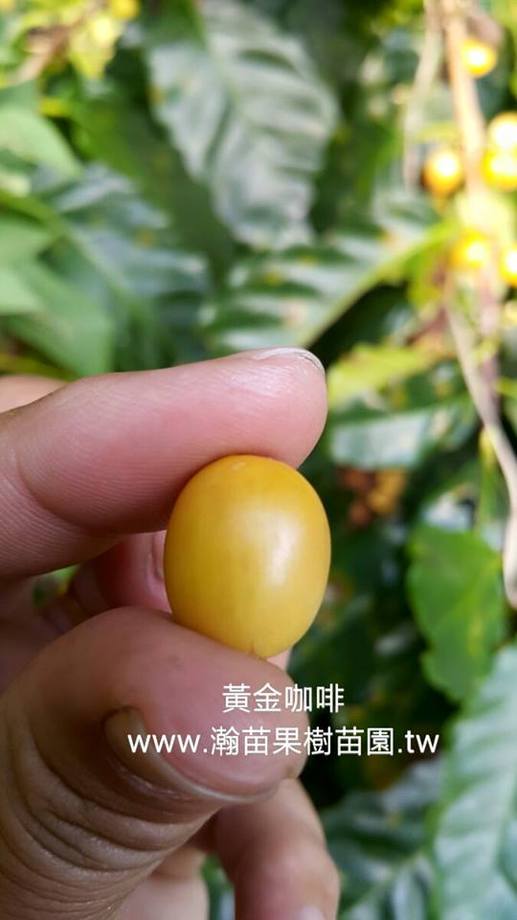 黃金咖啡(又稱人蔘咖啡)