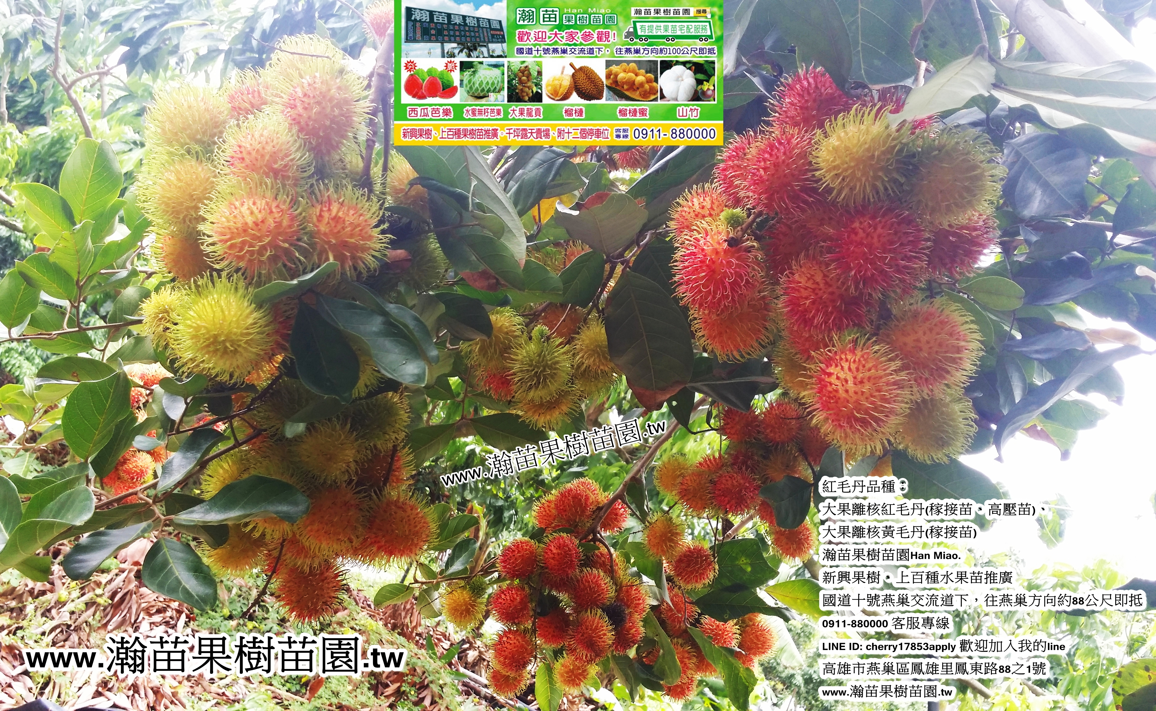 大果離核紅毛丹(高壓苗)