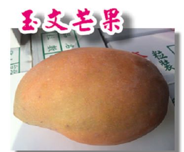 玉文芒果