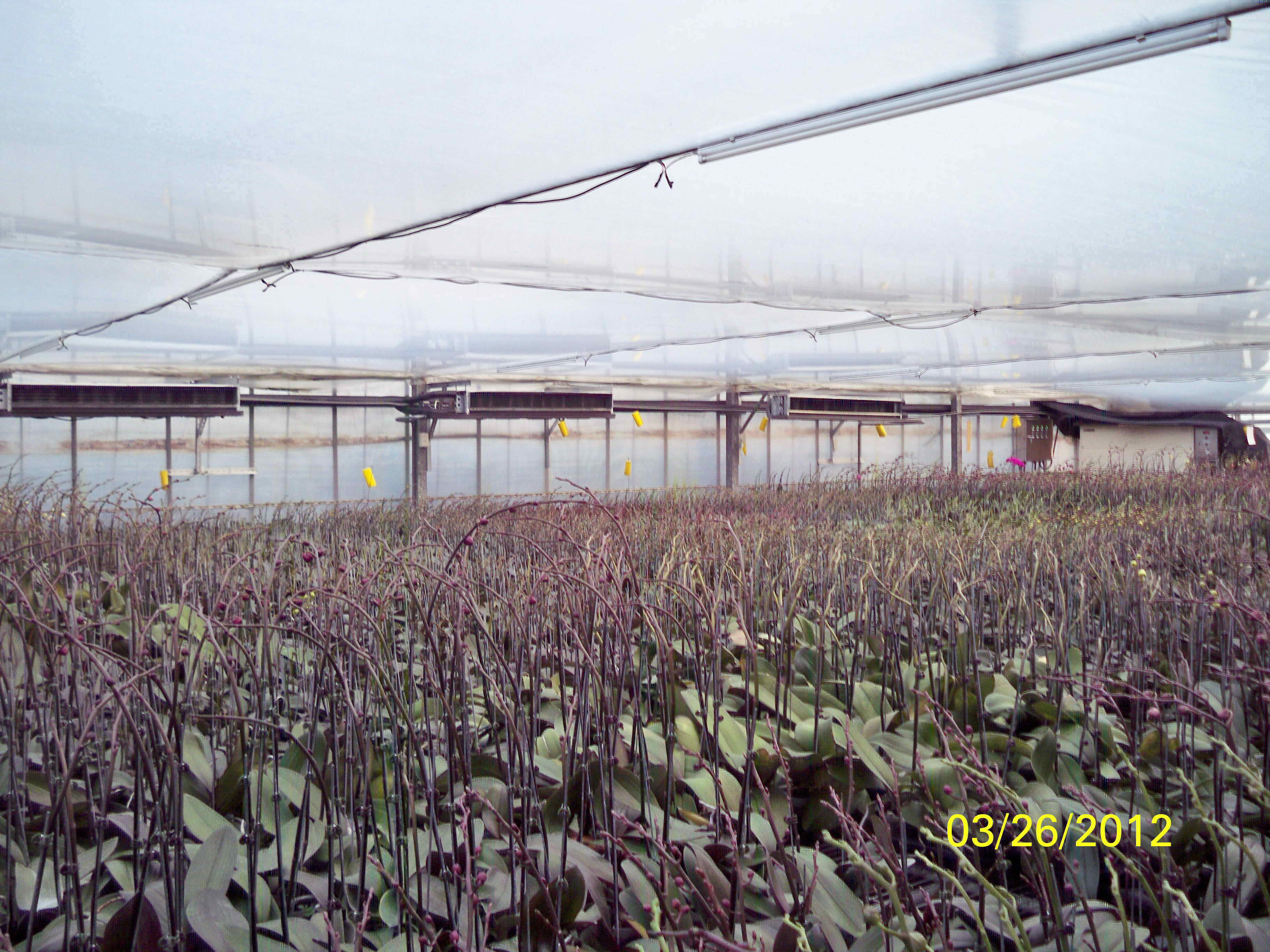 蘭花園冰水系統