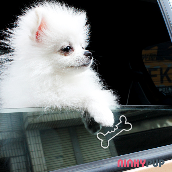 毛孩小物-咬一口骨頭