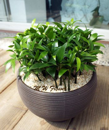 A008--種子創意植栽