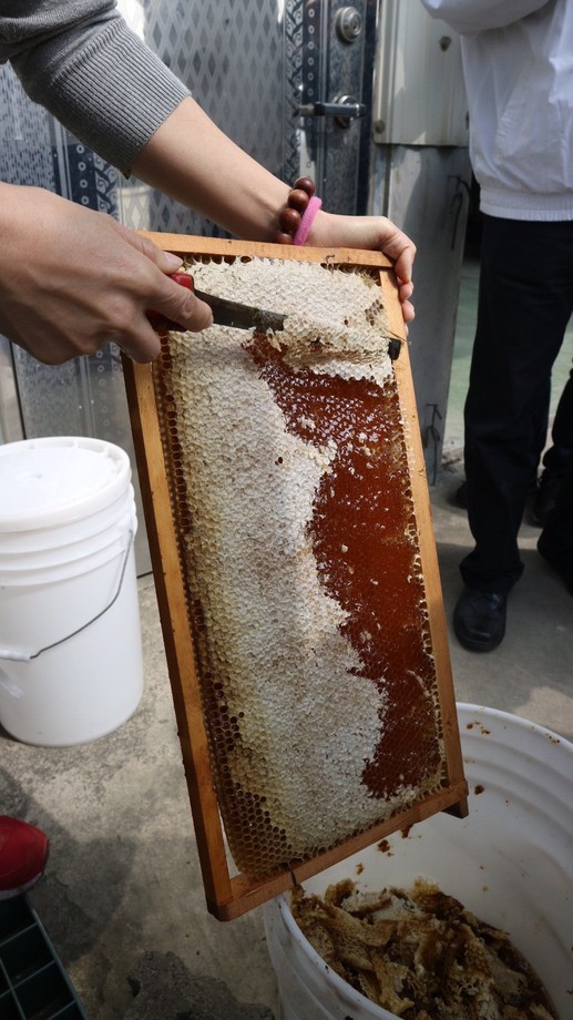 實用特色課程-崙背養蜂產銷班