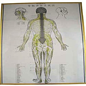 圖_脊髓神經系統圖