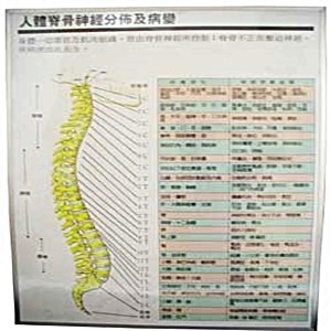 圖-人體脊骨神經分佈及病變
