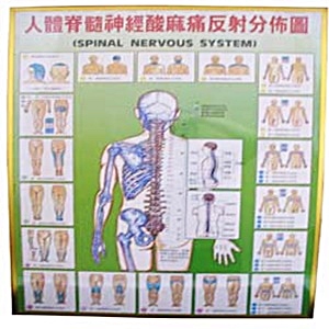 圖-人體脊髓神經酸麻痛反射分佈圖