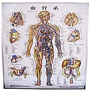 圖-血管系