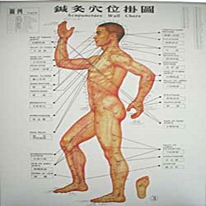 圖-鍼炙穴位掛圖
