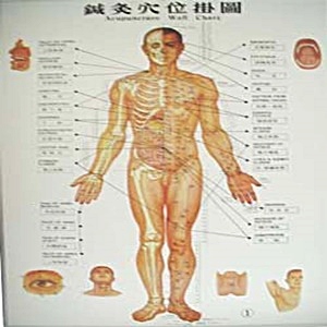 鍼炙穴位掛圖