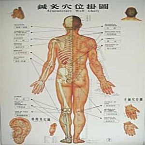 圖-鍼炙穴位掛圖