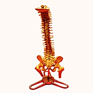 模型系列-人體脊髓