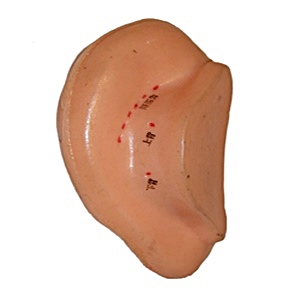 模型系列-耳朵-後面