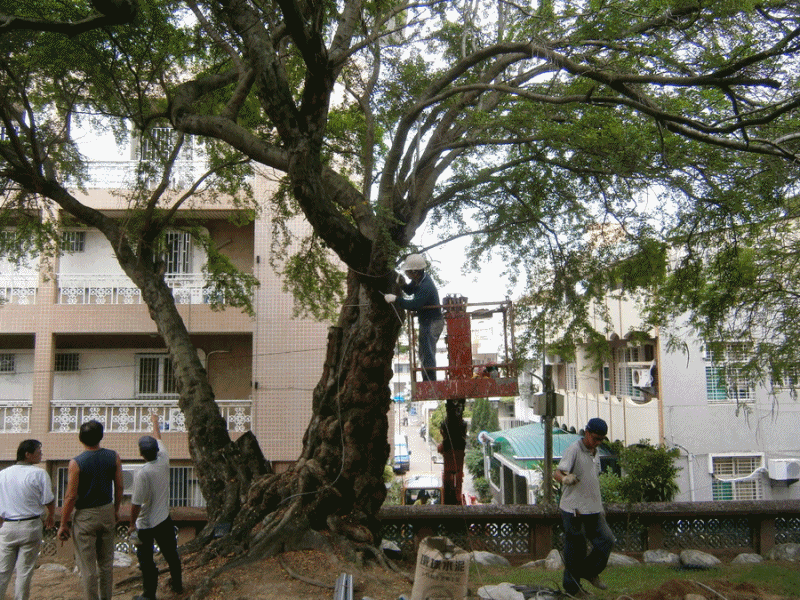 孔廟老樹修剪保護1