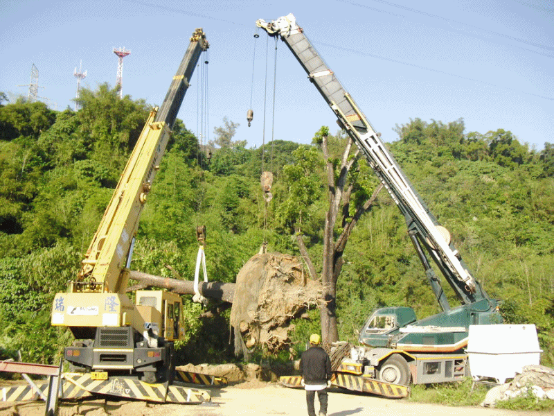 老樹移植2文衡聖帝-修剪移植工程A