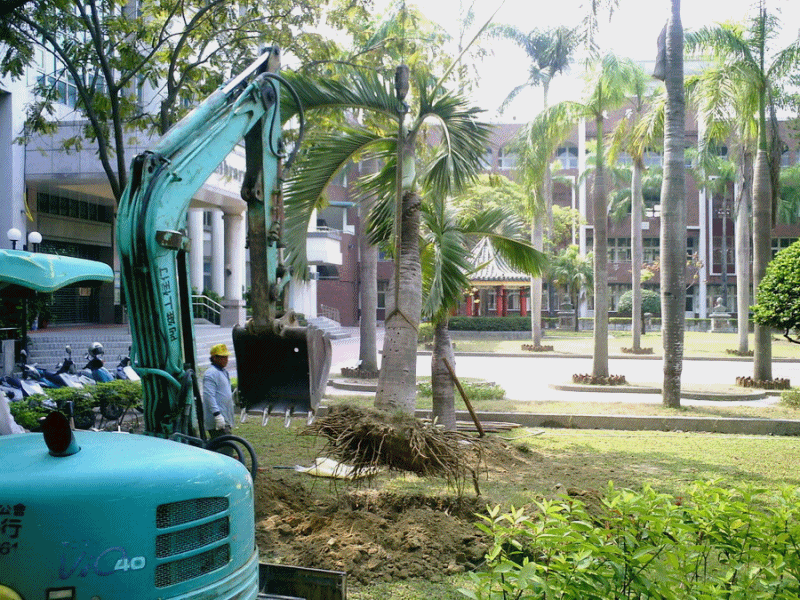 樹木移植8新豐高中